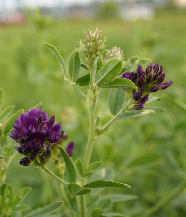 Atlas jetelovin a trav